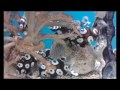 Океанариум на острове Винперл (The aquarium on the island of Vinpearl)