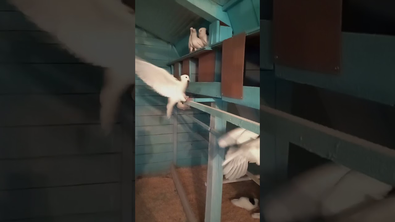 1 февраля 2025 г.