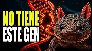 Científicos descifraron el ADN del AJOLOTE y encontraron algo que no debería existir