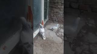 Orjinel izmit sarikiri taklaci eski soy guvercinler