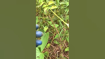 Cây giống Ưng bất bạc rừng sđt 0793215680