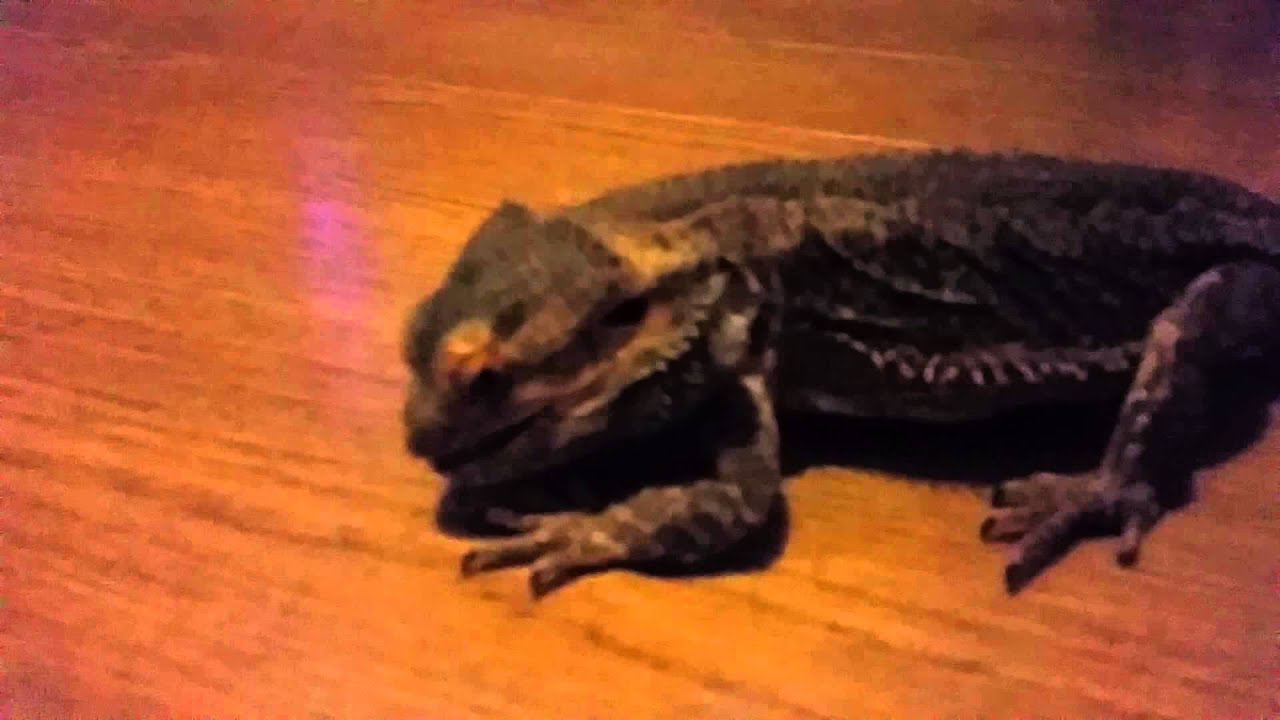 Bearded dragon eats spider! YouTube