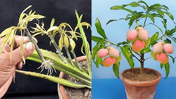 Simple Methods Grow Mango Tree with Aloevera at Home Unique Skills 100% success results