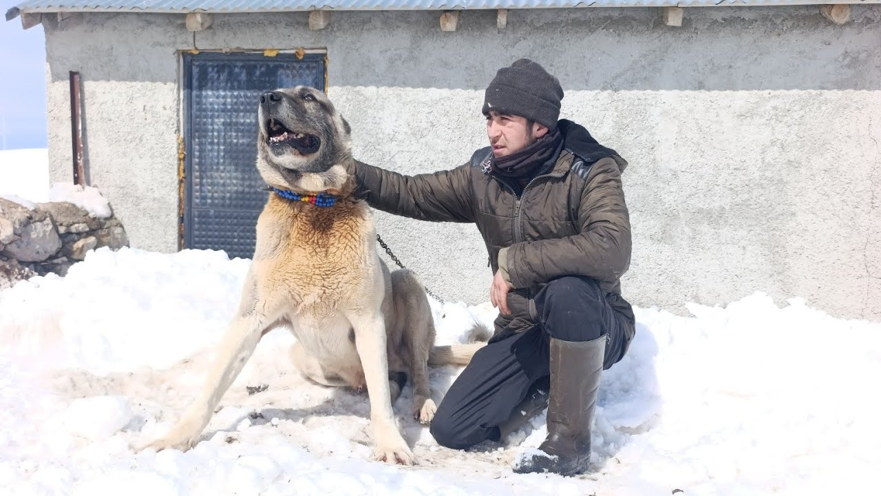 KURÇUL KANGALLARIN ÖZLEM POYRAZ YAYLASI KOYUN YEMLEME