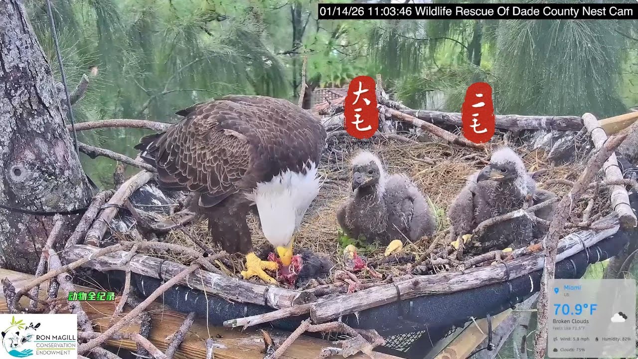 2号雕巢：大毛在吃，二毛在一旁偷偷地看，看来二毛是彻底臣服了