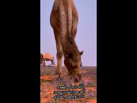 يالله ياجالي الأمور المهمه المرحوم بندربن سرور اداء ابوفيصل الخالدي