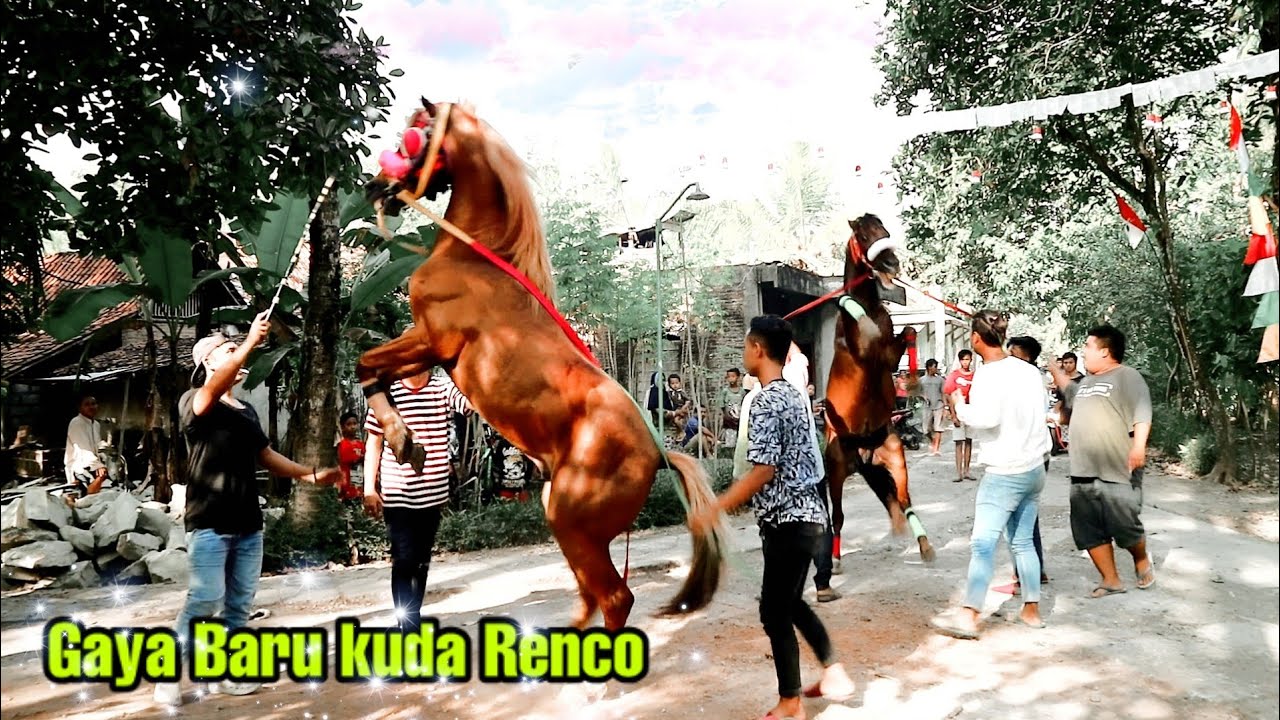 kuda jingkrak 🆗 latihan desa kaligesing || aksi kuda renco & al-saud