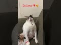 cat lover ❤️#live #viral #dua #video #love #travel #allah #quran #cat #cats #shorts #vlogger #share