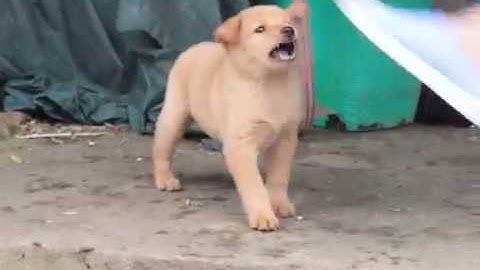 CHÓ CỘC ĐUÔI CÁI VÀNG KIM MŨI HỒNG 50 NGÀY TUỔI (CHÓ BẢN MÔNG CỰC DỮ VỚI NGƯỜI LẠ)