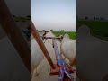 Bullock cart in village #shortvideo #farming #tranding#short #desiviilagelifetstyle