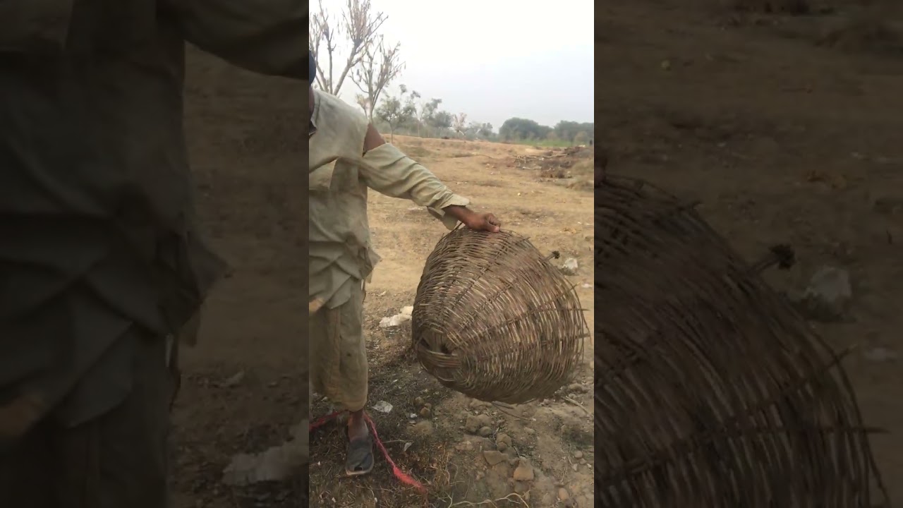 My new video donkey 🐴🐴🐴