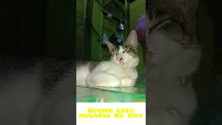 Download Lagu Kucing Lucu mukanya kogitu #shorts #cat #cute #baby #pets MP3