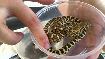 Unboxing Bull Snakes from John Hannum