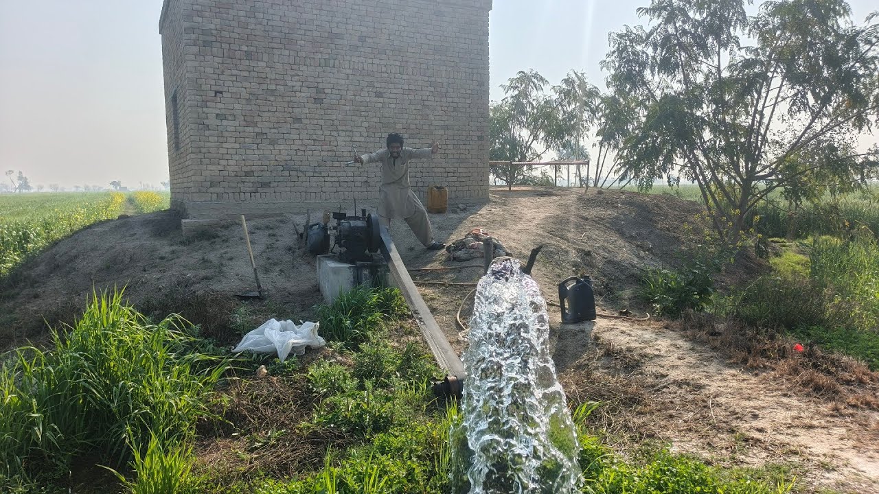 Village life Wheat crop, Bhai Sahab Ne gandum Ko Pani lagaya hai