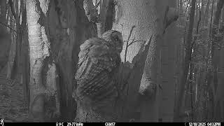 2025-12-18 Owl フクロウ 巣穴 広島県 呉市 広 - YouTube