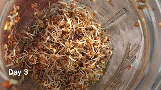 Basics of Sprouts