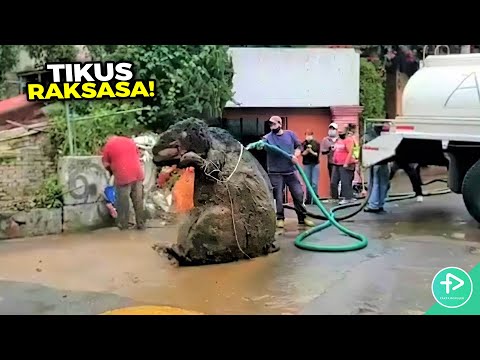 Video: Seekor Tikus Raksasa Ditemukan Di Hutan Papua Nugini - Pandangan Alternatif