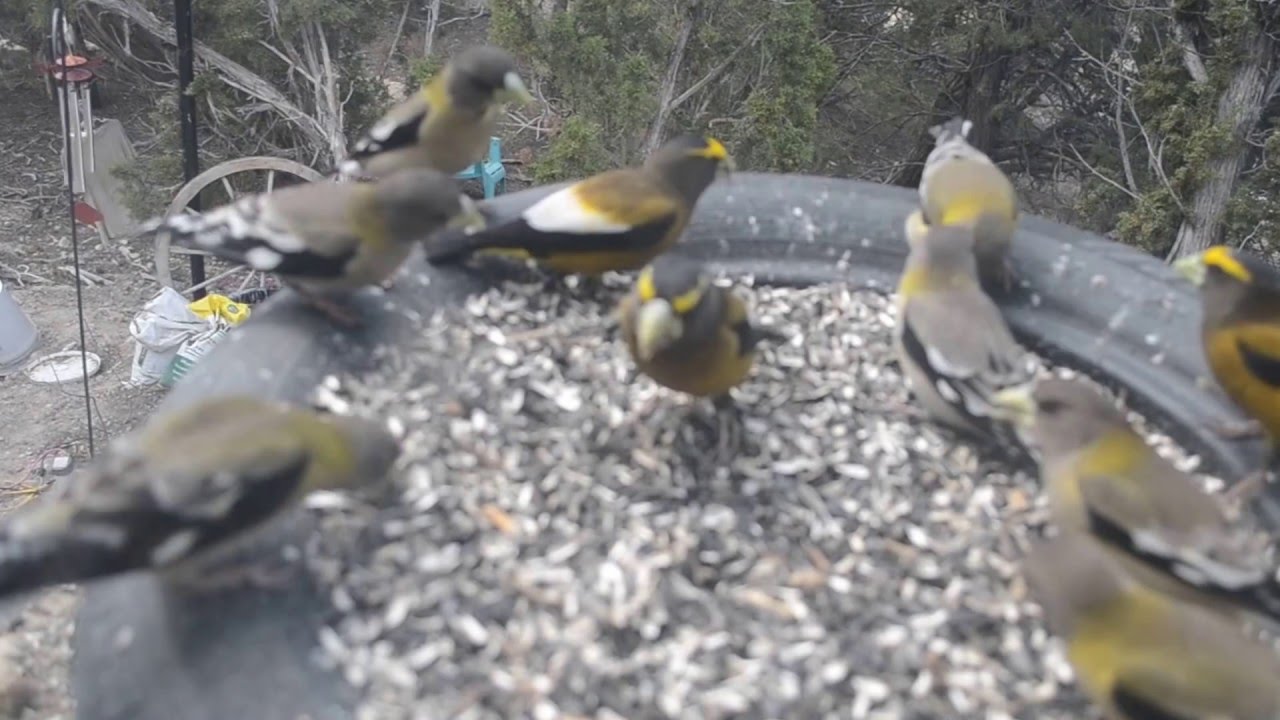 these are my Grossbeak birds.