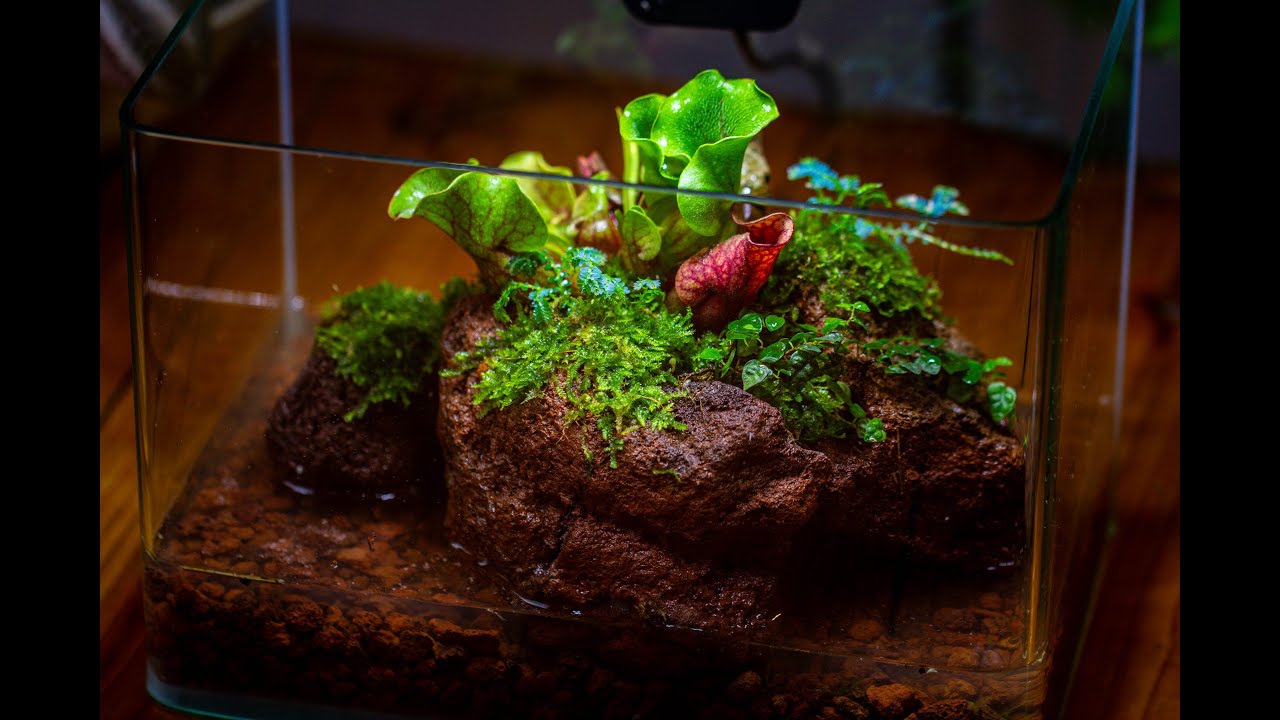 Carnivorous plant moss terrariums diy tutorial #carnivorousplants # ...