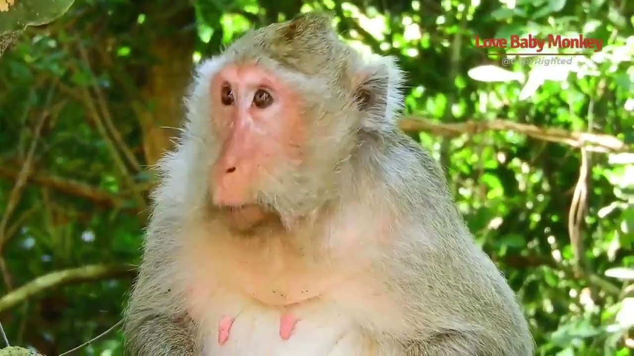 Old Mom Monkey Butter is Like to Live Alone From The Troops