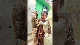 hattimatim Tara Mathe pare dim 🔥🔥🔥🔥#trending #viral #funny