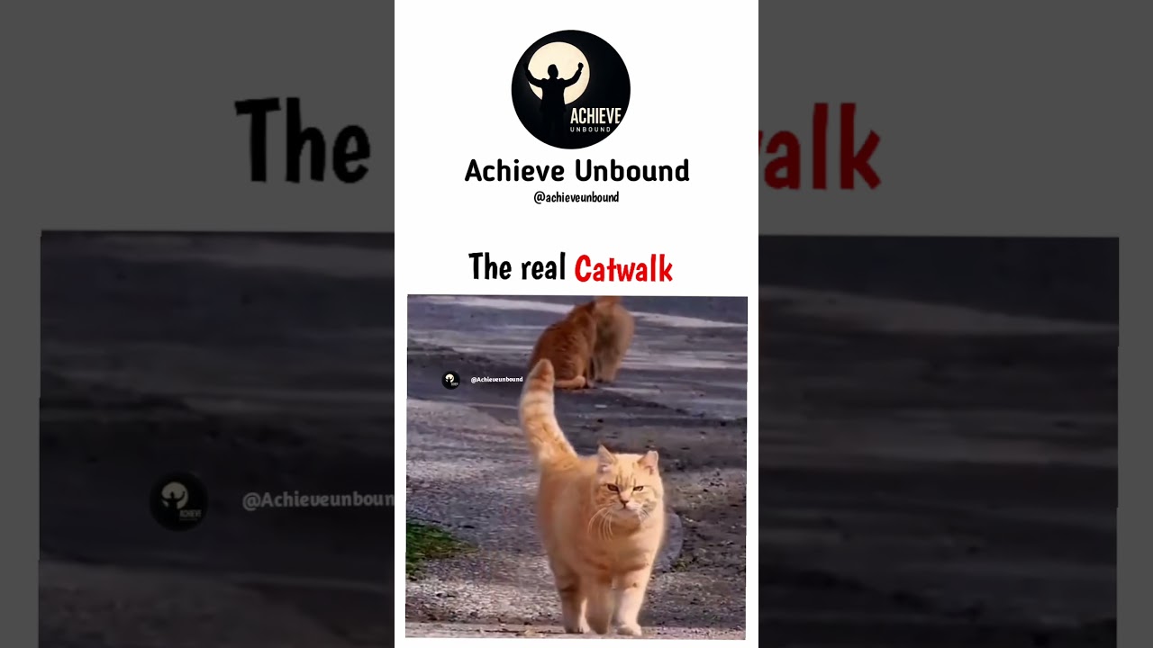 The real catwalk...