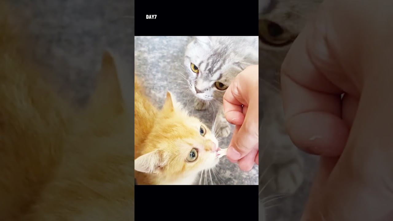 The abandoned three-legged kitten waited for his owner, but found a girl who truly loved him instead