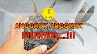 ANGGREK-ANGGREK MIRING SRI #174
