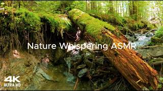 Forest Water Fall | 3D Sound | Relax | Stress Relief | screenshot 1