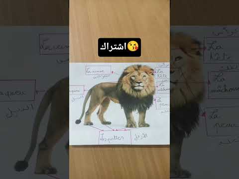 أطراف الأسد باللغة الفرنسية