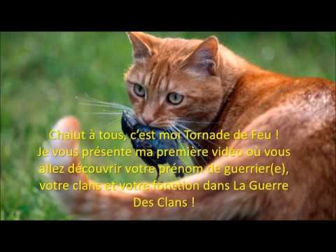 La Guerre Des Clans Decouvre Ton Nom Ta Fonction Et Ton Clan Youtube