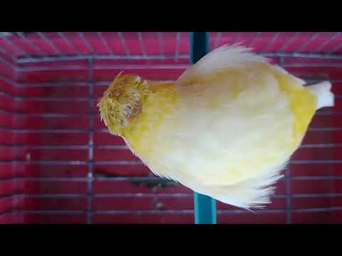 تغريد كناري هيبي