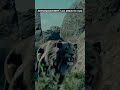 lion attack for man but see this amazing seen #amazing #shorts #lion #attack