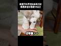 無害そうな子犬だと思って育てた結果2 #greatpyrenees #グレートピレニーズ #ゴールデンレトリバー #癒し #大型犬 #可愛い #愛犬 #大型犬パピー #大型犬と暮らす #大型犬仔犬