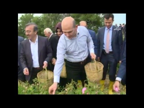 Bakan Soylu, Isparta'da Gül Topladı