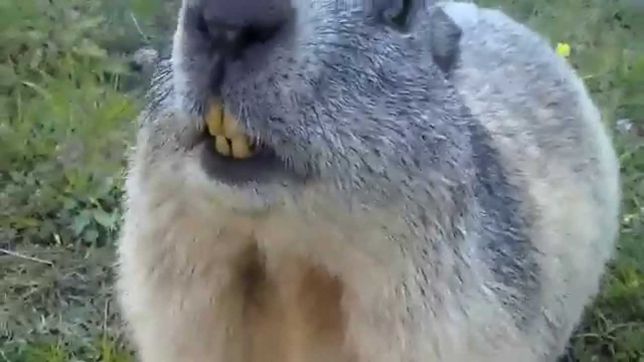 Marmotte Rigolote Youtube