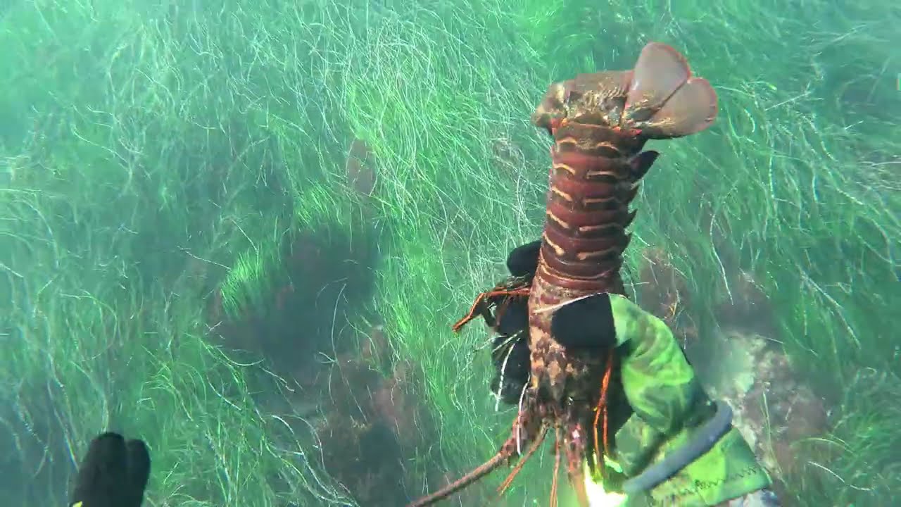 San Diego Cabezon and Lobster Dive