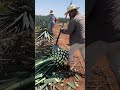 Agave Viral