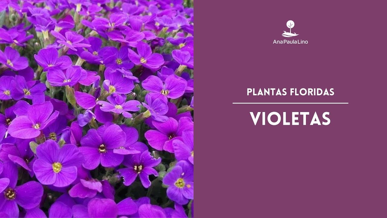 PLANTAS FLORIDAS: Como cuidar de Violetas em casa?