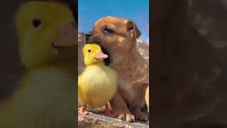 Puppy And Friends . A Beautiful Moment -