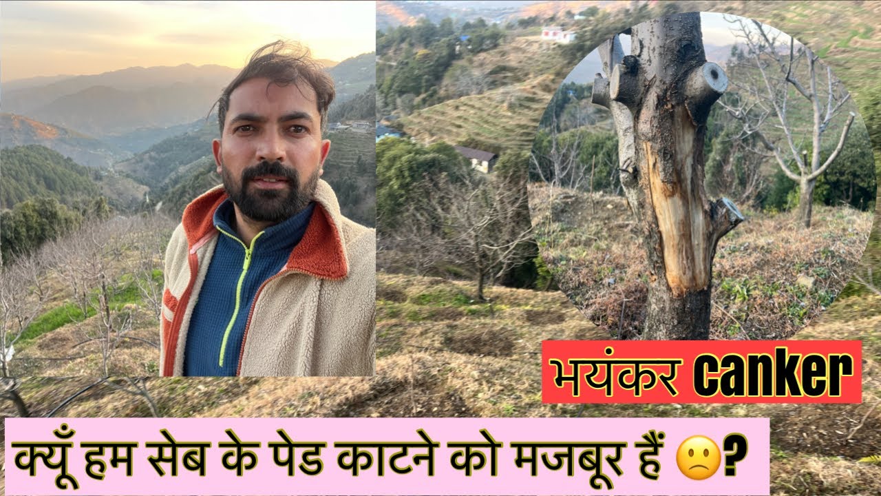 सेब 🍎 के पेड काटने को मज़बूर 🙁 || heavy canker on apple plant || 