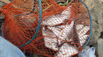 Câu cá mè đảnh  sông tân uyên  lên hàng điều điều