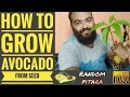 How To Grow Avocado Plant From Seed In Hindi || एवोकाडो का पौधा घर पर लगाये ||