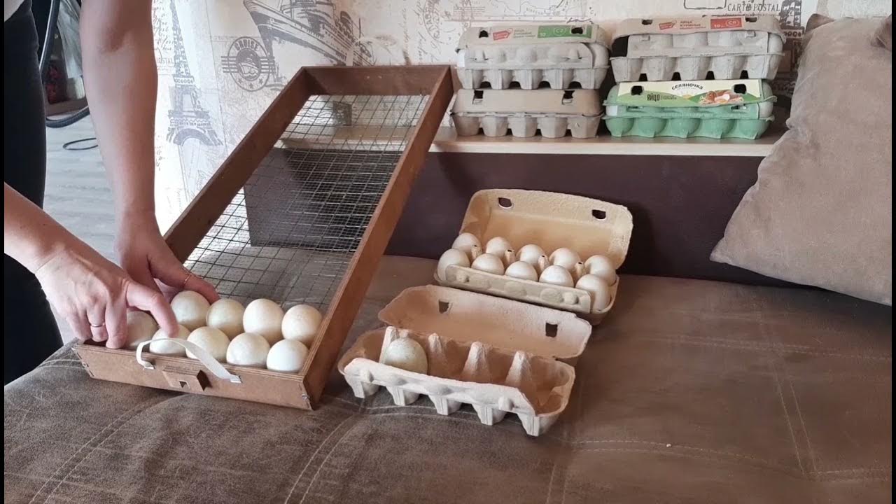Укладка яиц в автоматическом. Инкубатор домик. Перегородка в блиц для утиных яиц. Укладка гусиных яиц в матрица Вегас. Закладка яиц в инкубатор блиц