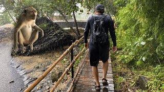 Monkey Trail Krabi πΉπ Hiking with Wild Monkeys in Thailand