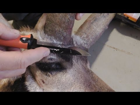 Comment couper autour Cornes Antilope au Cap it Out