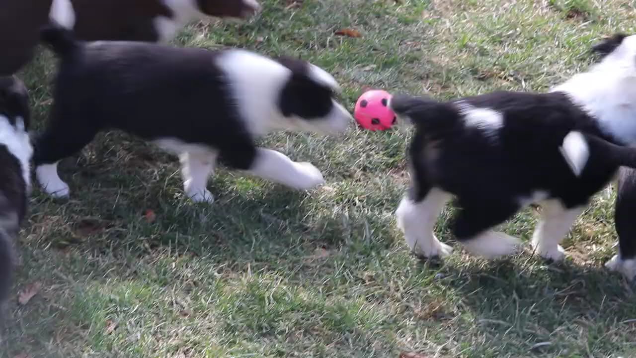 Border Collie Puppies For Sale