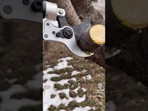 أقوى مقص شجر