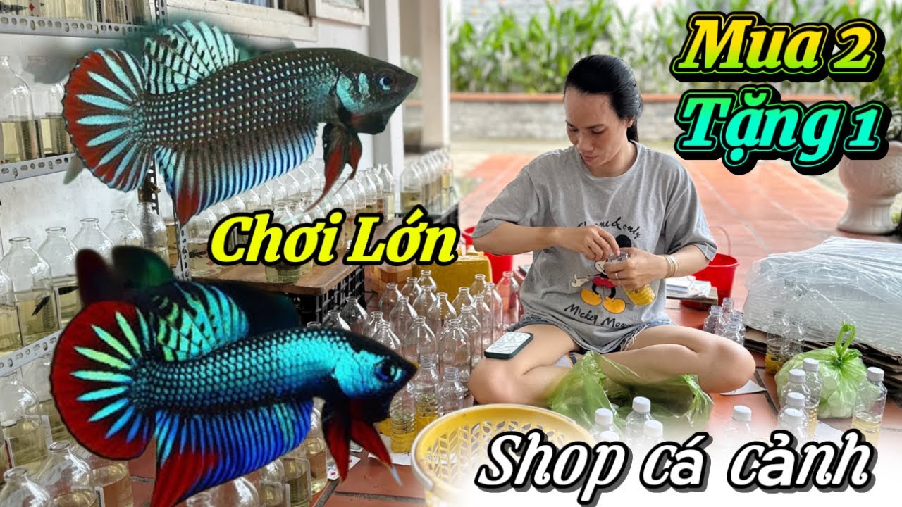 Shop cá chơi lớn mua 2 tặng 1