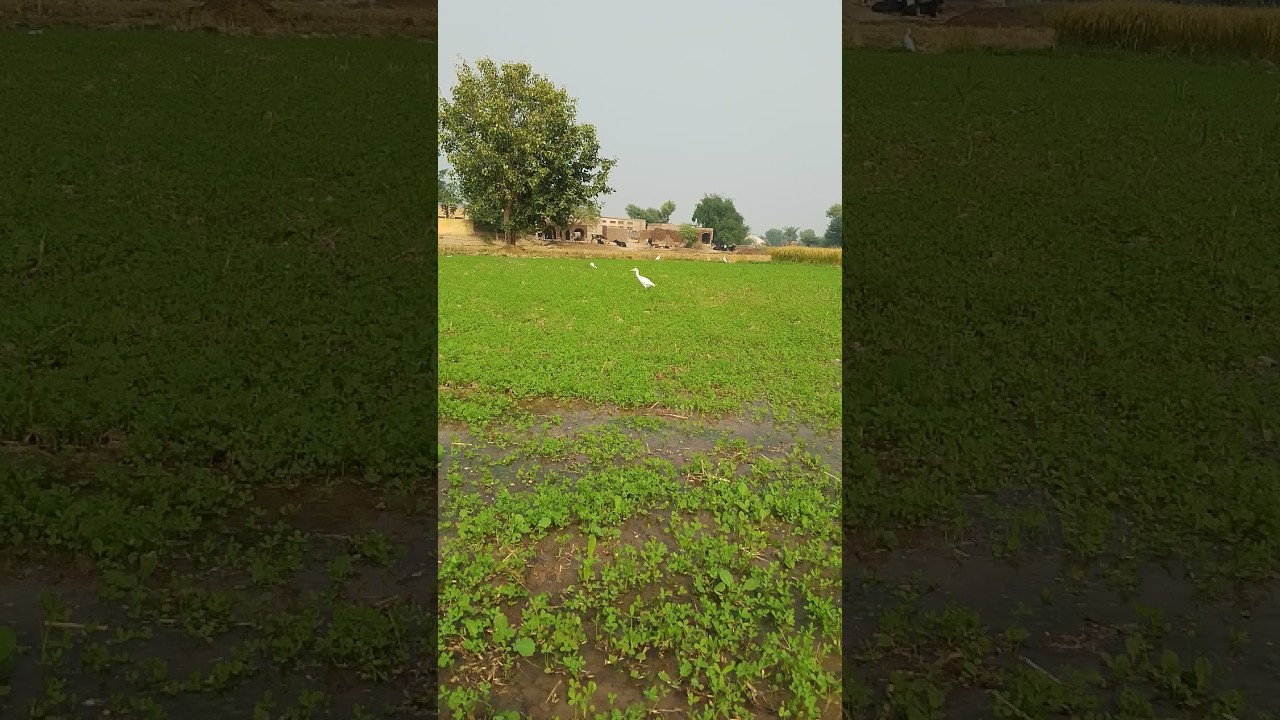 village life Sargodha village life